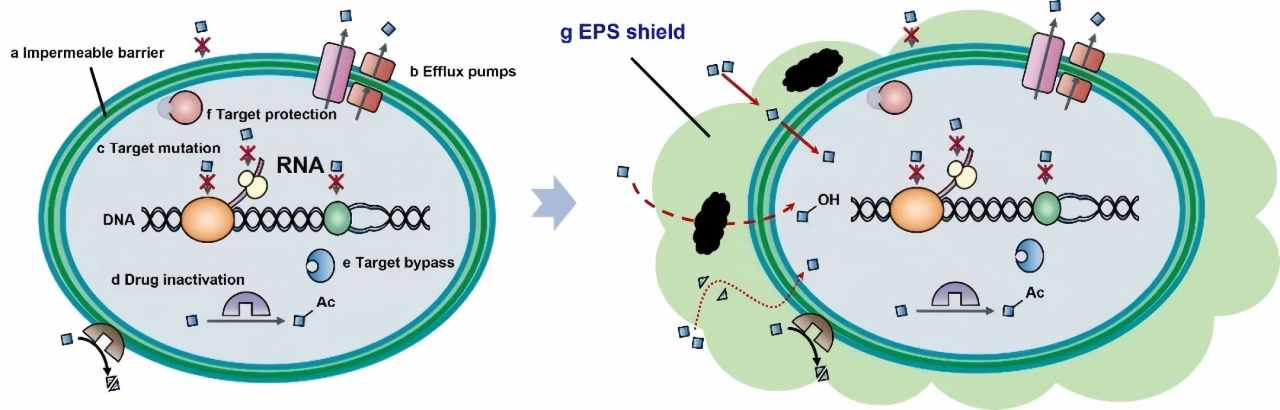 浙江大学王玮研究员在Nature Water发文探究胞外聚合物作为抗生素耐受性和耐药性的“铠甲”机制