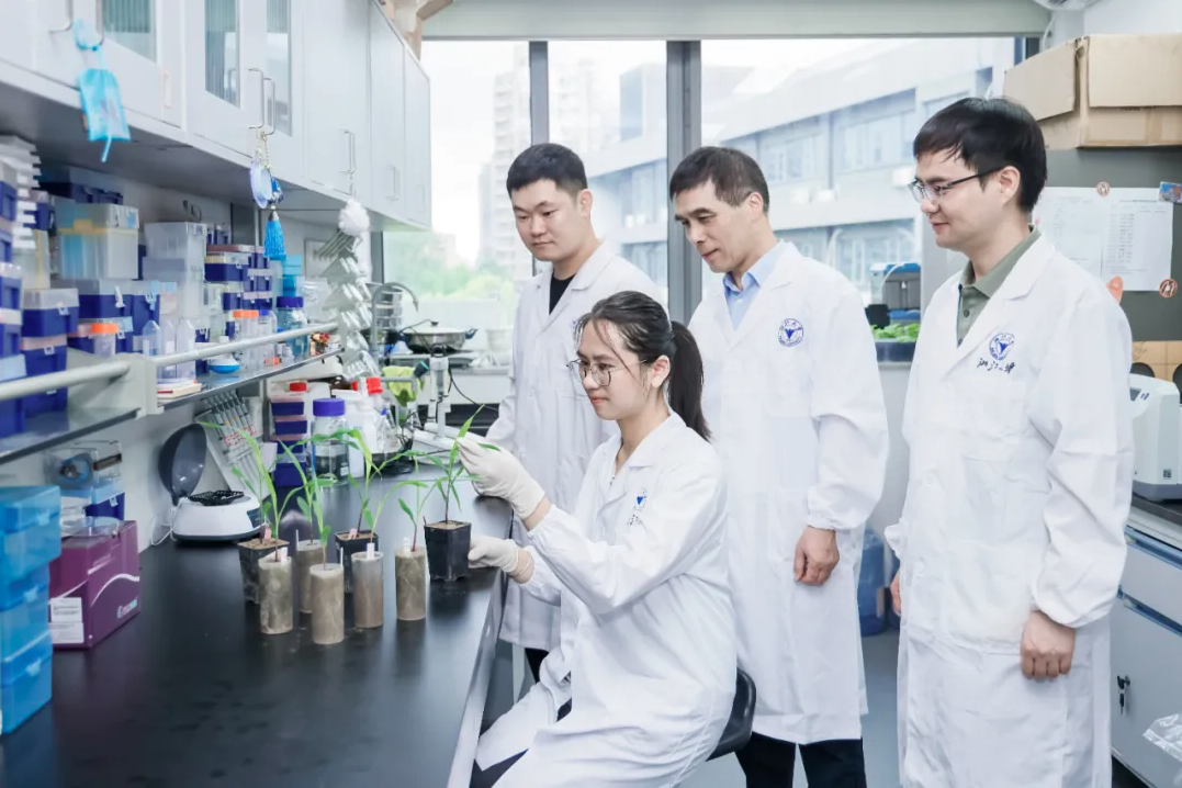 论文 | 徐建明与胡凌飞团队在Science揭示芳樟醇如何构建跨代防御的“地下长城”